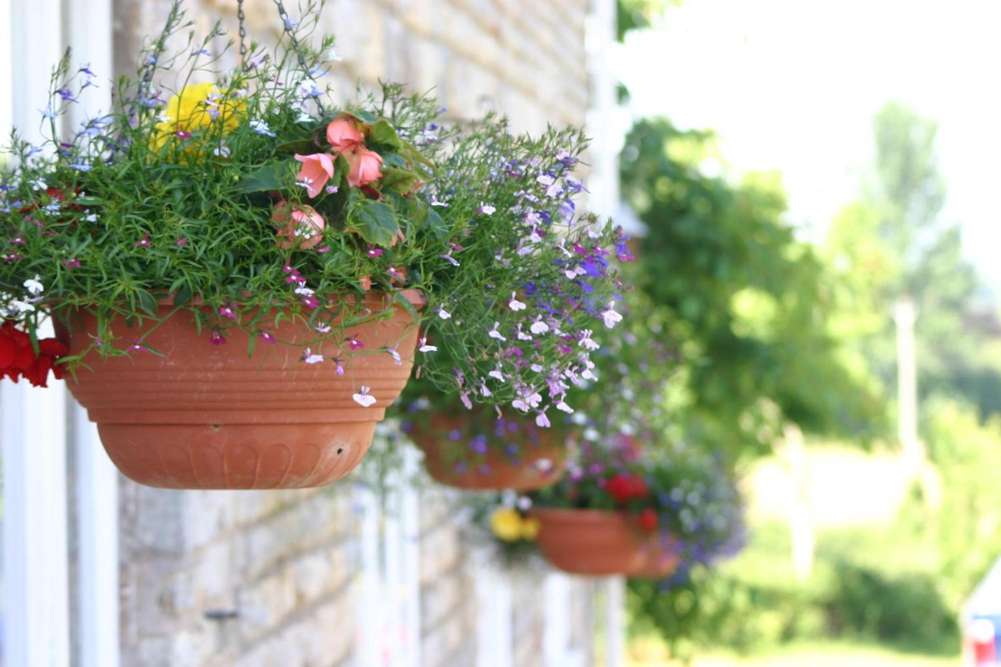 מלון וולס Crossways מראה חיצוני תמונה Flower pots